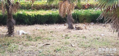 兩只貓大戰(zhàn)??????????????