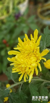 又是一年菊花開