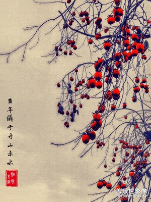 丹山赤水柿林行