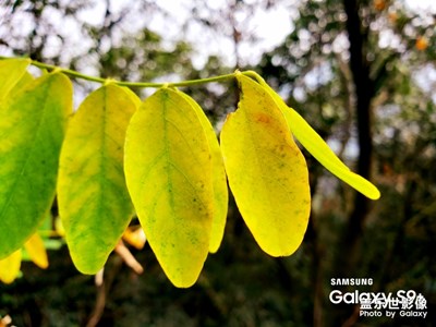 s9拍照體驗(yàn)