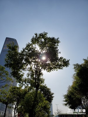 【晚秋光影】+ 太陽(yáng)沒那么猛烈了對(duì)著它就是拍