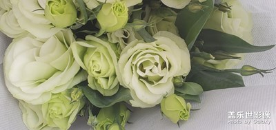 好看鮮花??????????????????