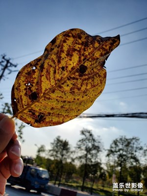 【晚秋光影】+午后黃昏所見