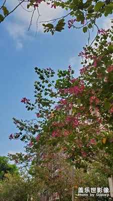 綠葉/鮮花/藍天/白云