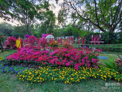 布展中的2019深圳簕杜鵑花展