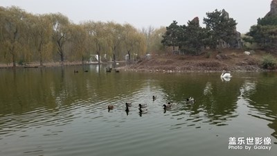 【晚秋光影】+野生動物園