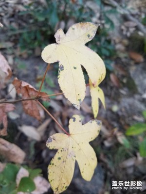 【晚秋光影】+家鄉(xiāng)的秋葉