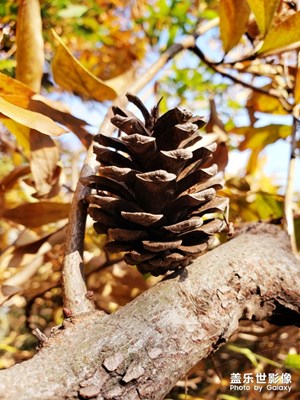 你好，十一月