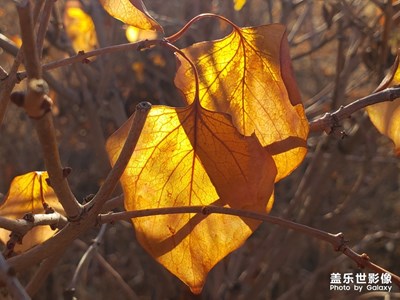 【晚秋光影】+秋末印象