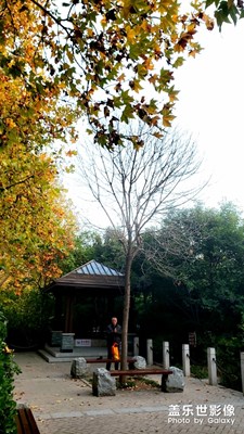 一個月以后的這棵樹