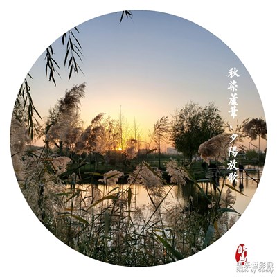 秋染蘆葦，夕陽(yáng)放歌