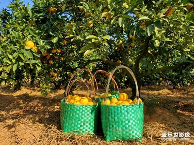 摘臍橙