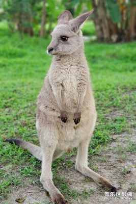 一組《小動物》