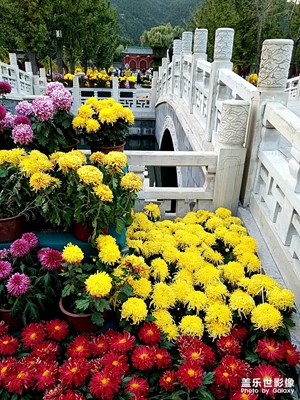 菊花