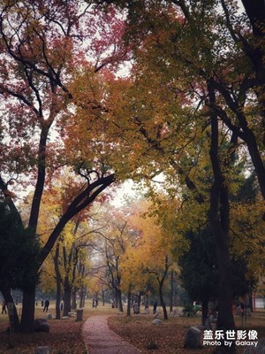 note9隨手拍－晚秋