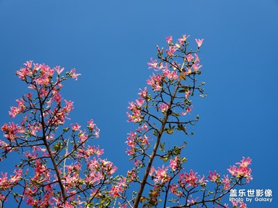 美麗異木棉，秋景似春景