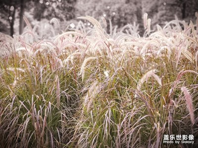 沒想到隨拍竟然這么美，歡迎指教…