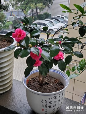 花開