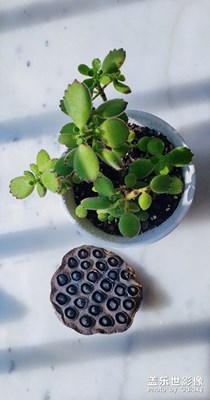 三星拍植物效果zui好，沒(méi)有之一