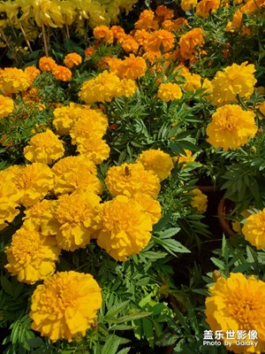 再來一組菊花哈