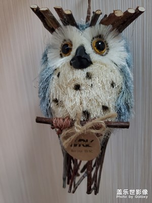 貓頭鷹??啊