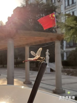 【2019最美瞬間】小區(qū)里的國慶氛圍