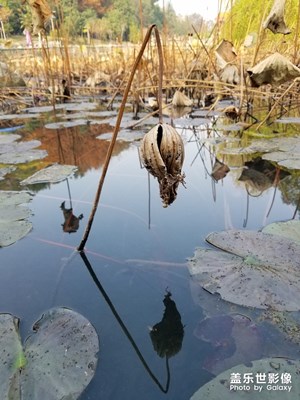 【2019最美瞬間】+楓葉·殘荷·紅果