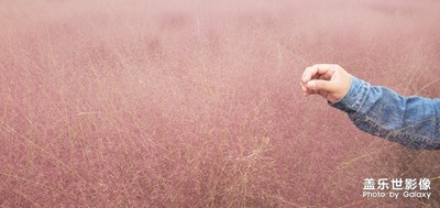 【色彩】＋粉色