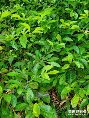 【色彩】+ 綠色