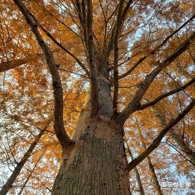 午后の慵懶陽光