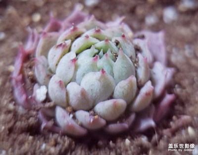 【色彩】姹紫嫣紅