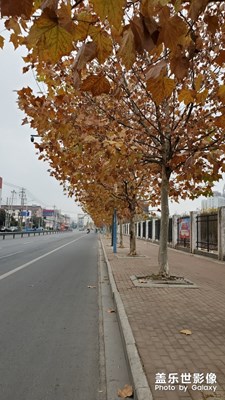 【2019最美瞬間】

+初冬的街道