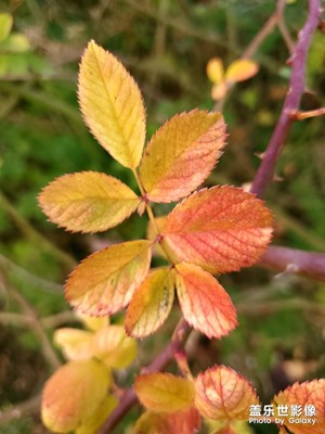 【2019最美瞬間】冬月