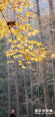 九溪煙樹隨手拍