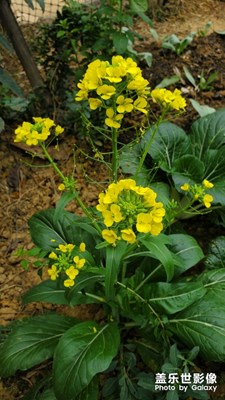 河源順天鎮(zhèn)