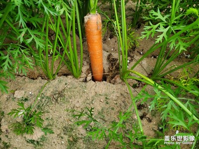 福建省漳州市漳浦胡蘿卜