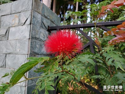 【圣誕節(jié)】+圣誕節(jié)旅游