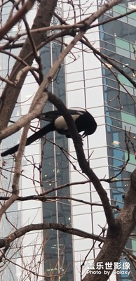 【圣誕節(jié)】喜鵲