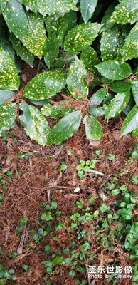 【2019最美瞬間】一個(gè)鹽淡水公園