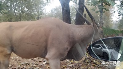 【你好2020】+回望2019野生動物園
