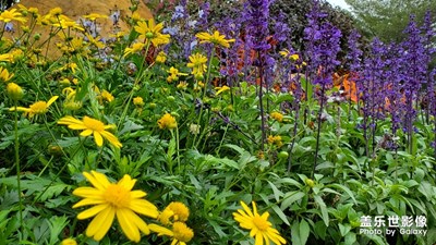 ［我的2020］冬游