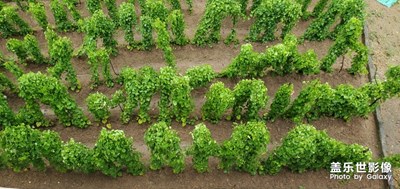 【你好2020】希望是美好舒心的一年