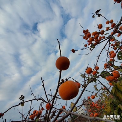 柿子紅了