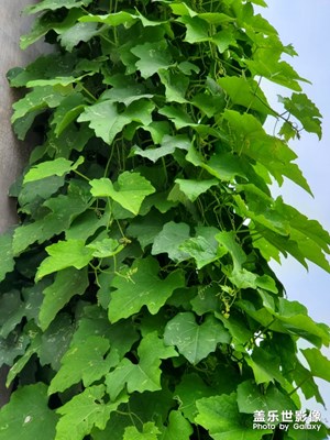 春天還會(huì)遠(yuǎn)嗎？