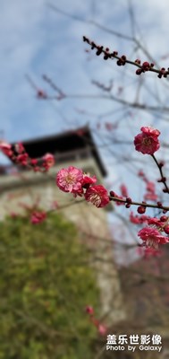 冬日紅梅和臘梅