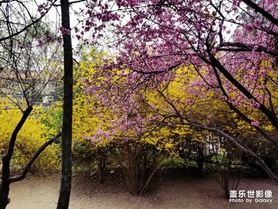 【鼠年吉祥】+金鼠鬧春