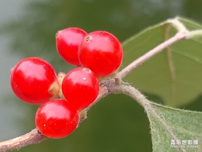 【繽紛世界】中國紅