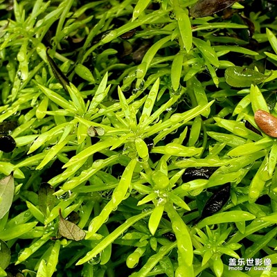 2020深圳春節(jié) 閑照