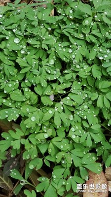 過年不能出門，隨手拍了兩張