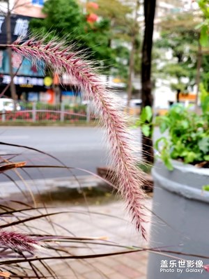 西鄉(xiāng)路邊的狗尾巴草